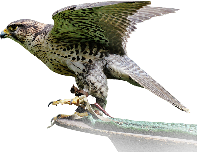 Falcon